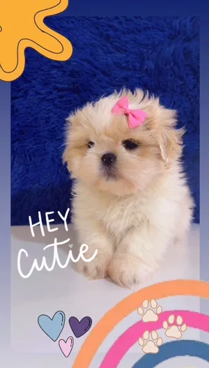 كلاب شيتزو Shih Tzu بيور للبيع – عمر شهرين، ذكور وإناث، أهل وارد أوكرانيا