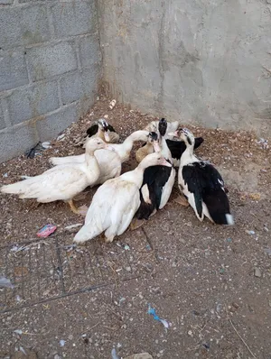 بط مصري للبيع