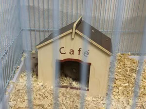 Hamsters all in set