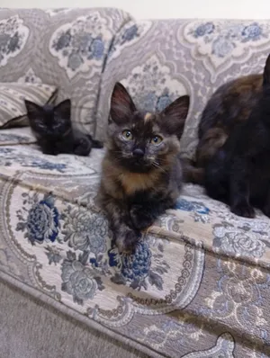 قطه صغيرة للتبني kitten for adoption
