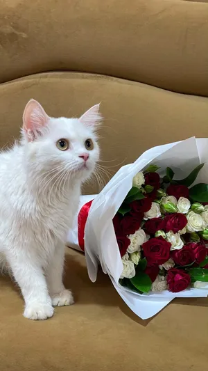 قطه شيرازيه
