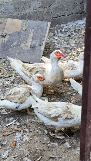 بط مصري اللون الاببض