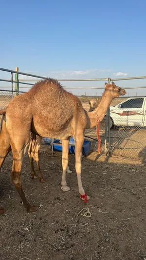 بكره للبيع