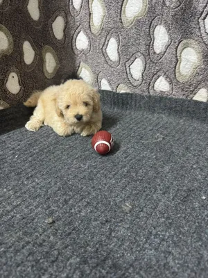 ADORABLE POOCHON FEMALE PUPPY AVAILABLE!