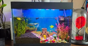 25L Glass Aquarium Tank with Decorative Setup and Fish @350Aed