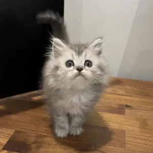 Persian himalayan kittens