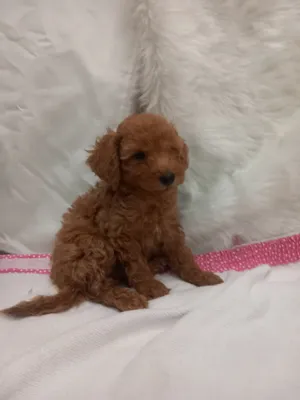 toypoodle male and female