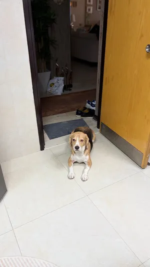 Two year old BEAGLE dog