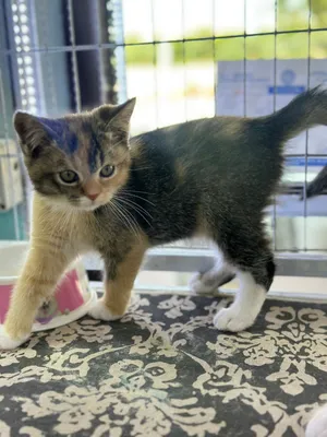 Kittens are available