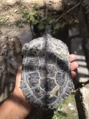 للبيع سلاحف برمائيه الحجم منتاز صحه ممنتازه شهيه مفتوحه
