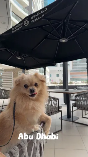 Mix Pomeranian male
