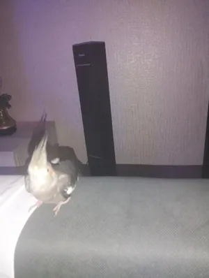 طير كروان + زوج بادجي