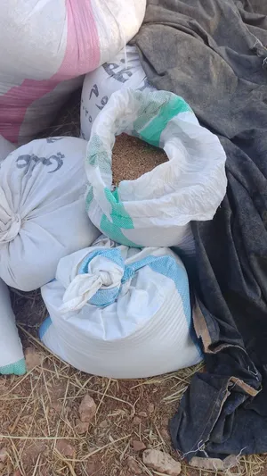 قمح بلدي للبيع