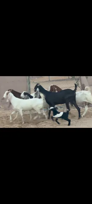 للبيع  النوع الحلال