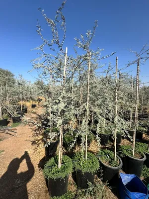 PLANTS & TREES FOR WHOLE SALE PRICE