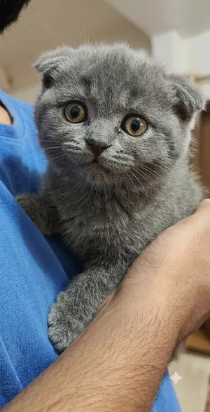 chat scottish fold race pure race  anglaise les parents anglaise