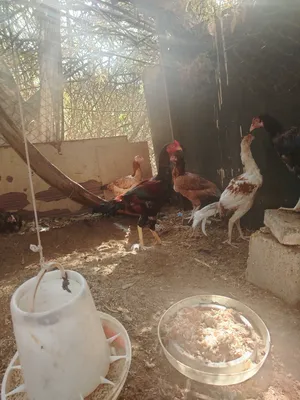 دجاج باكستاني نظيف