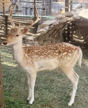 ذكر غزال الفلودير (الأيل الأسمر) عدد 2 عمر سنتين وعدد 2 عمر سنة بصحة ممتازة و جاهز للتكاثر