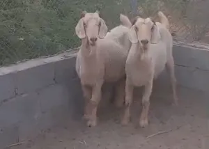 شاه من حلال الجواميد الصنف الفاخر