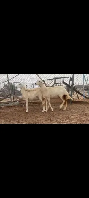 لدينا الكثير من الأغنام والماعز للبيع.