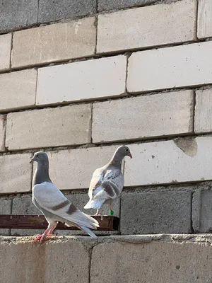 مطلوب أفراح زواجل اقره الوصف