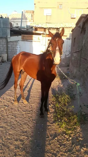 حصان للبيع