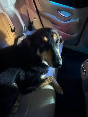Lost dog in madinat sultan qaboos pls show before of ownership