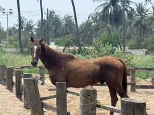 حصان عربي اصيل