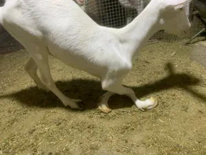 ماعز سانين سويسري