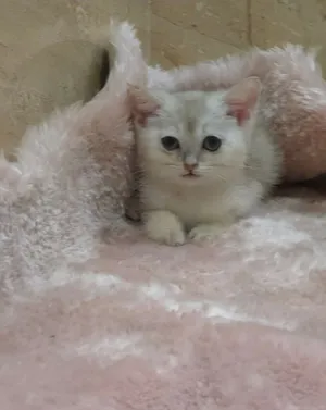 قطط برتش وسكوتش وهملايا