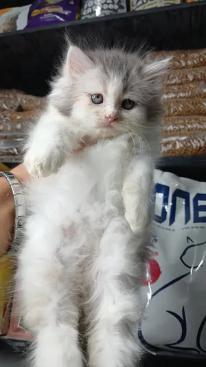 قطط هاف بيكي مستويات مميزه