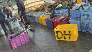 اسماك لشراء