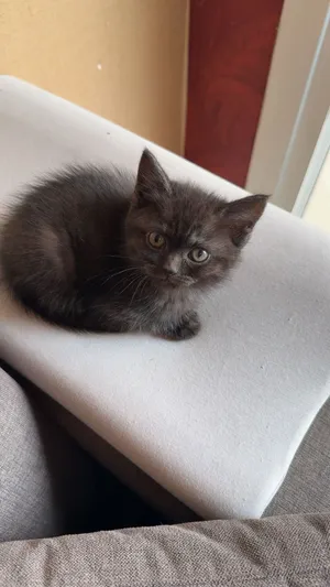 2 months kitten in abudhabi