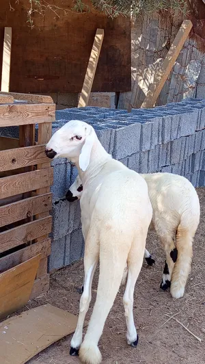 بسم الله حولي ربي ايبارك ماشاء الله ناشط يعلف شعير صب