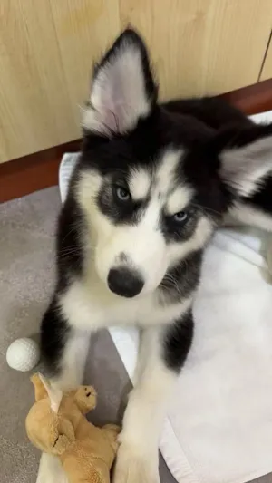 husky dog puppy