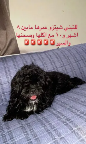 للبيع كلبه شيتزو نثيه مع اكلها وصحنها والسير