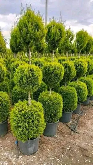 النعمي للتنسيق لحدايق