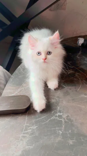 Turkish Angora