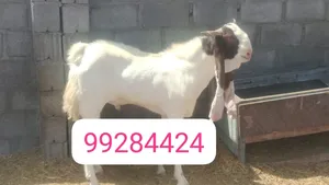 فحل باكستاني بيور ركم واحد