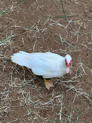 بطه للبيع لون ابيض