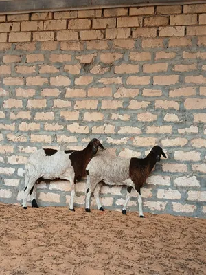 زوز نعاج عشار بالجهاز