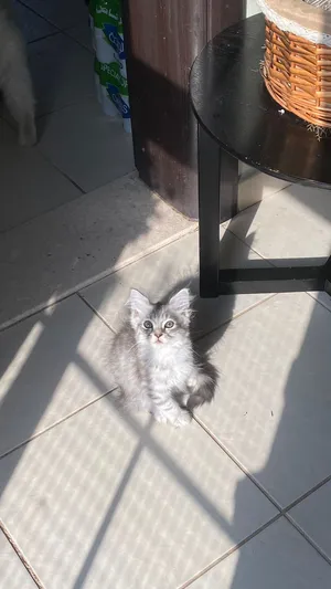 Kittens 3 month old
