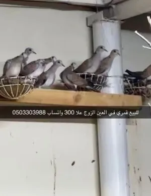 طيور وارنب بري