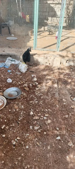 فراخ دجاج عمر بثلاثه اشهر الفرخ على ليرتين ونص وثلاث دجاجات الحبه 6 وديك نمبر جيني 15