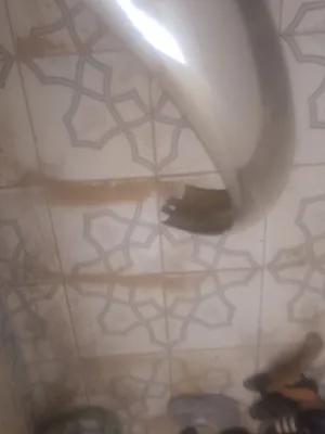 رفرف خلفي نظيف