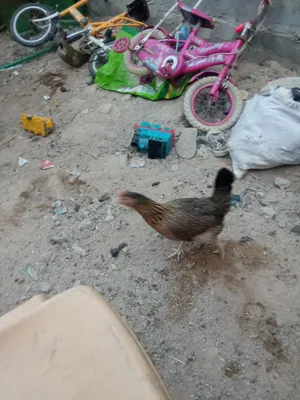 دجاج عرب ملقح وكامل والدجاج نظيف مال بيت