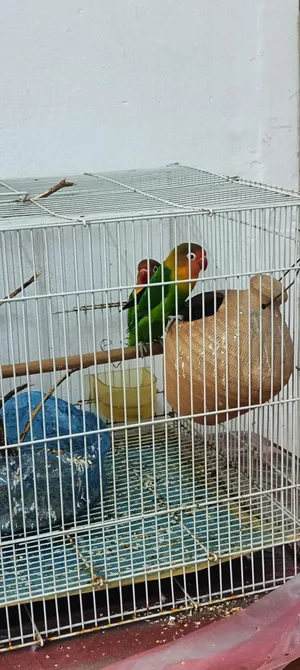 love birds pairs for sale with cage