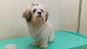 shih Tzu for sale if anyone interested contact