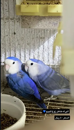 للبيع طيور بلو احجام مميزه اللهم بارك