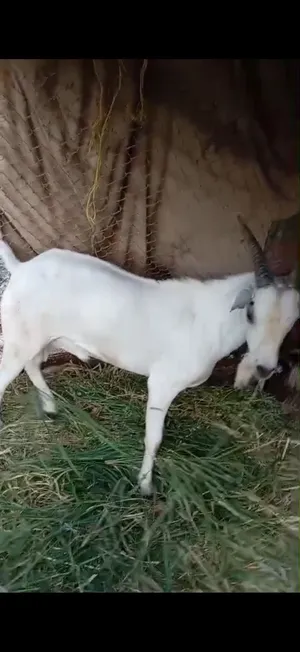 البيع جدي صومالي مطعوم سنه ونص طعام دار ماشاءالله عمره